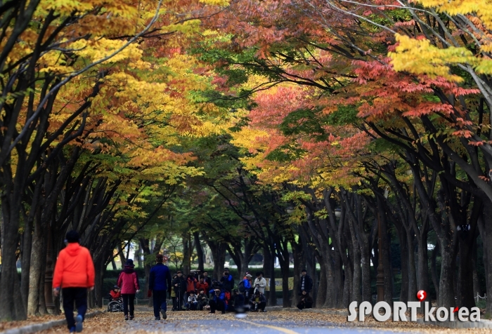 2018년 10월 22일 '인천대공원' 장미원 앞 단풍터널 5.jpg